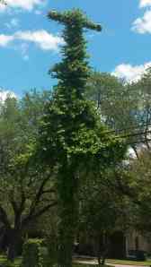 Climbing ivy has engulfed the telephone pole.