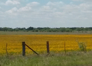 A fenced field of gold.